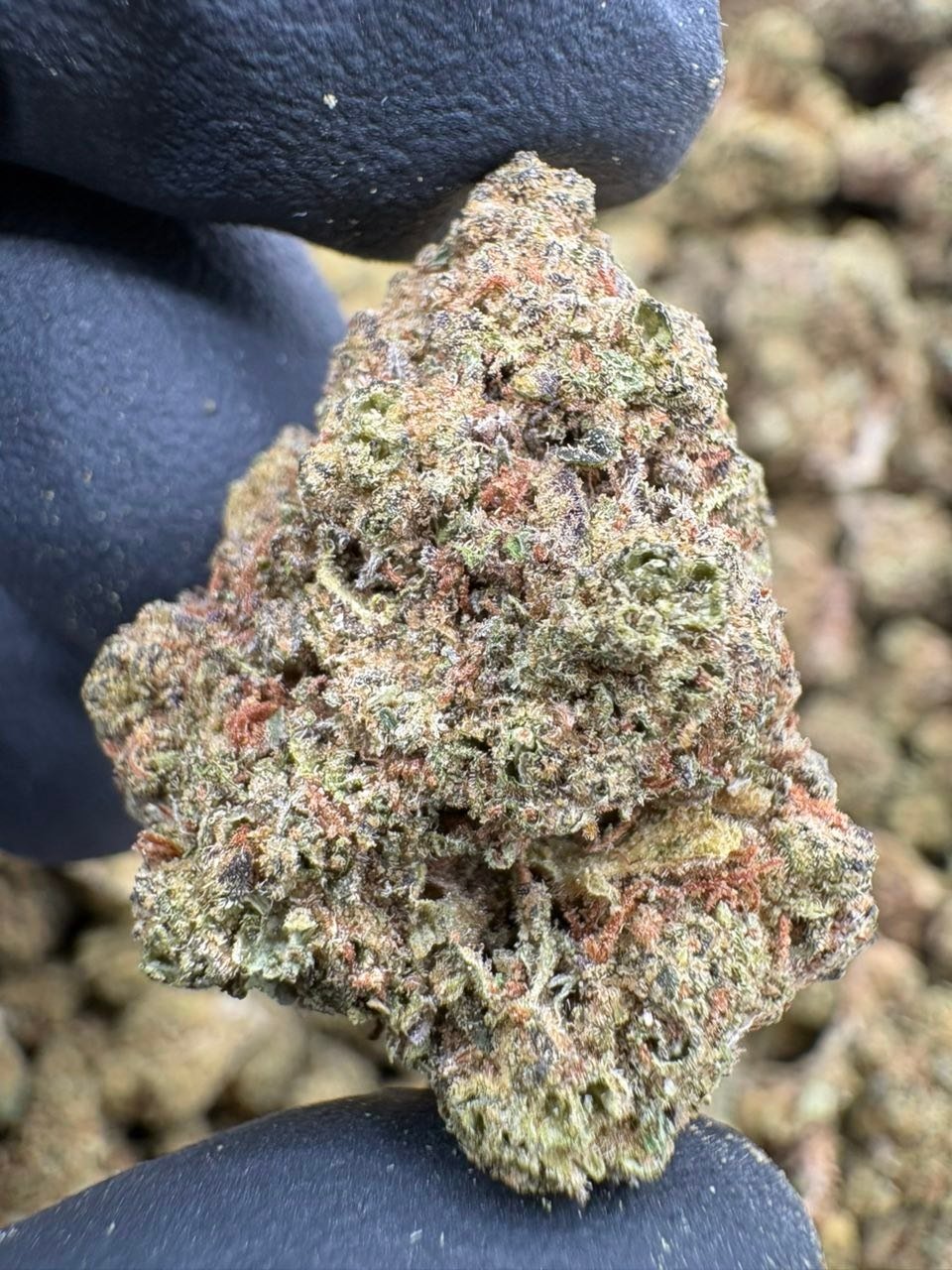 Gorilla Butter lows - Exotic Flowers Gorilla Butter lows - Exotic Flowers